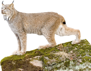 alaska puma