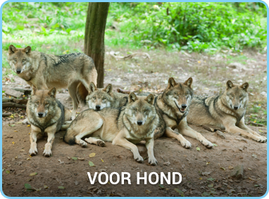 Hond